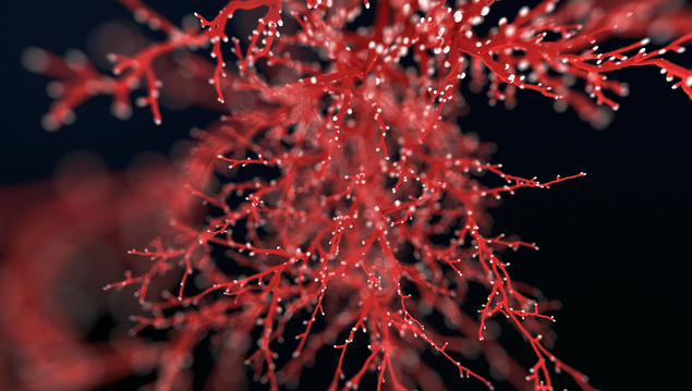 Microcirculation sanguine : role et dysfonctionnements