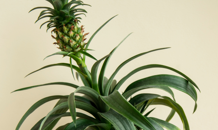 Bromelaine et inflammation : que dit la science ?